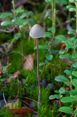 Panaeolus alcis