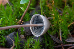 Panaeolus alcis
