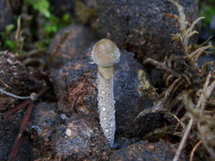 Panaeolus alcis