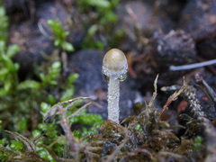 Panaeolus alcis