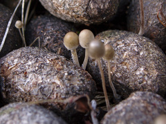 Panaeolus alcis