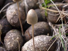 Panaeolus alcis