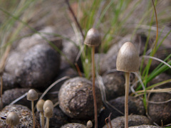 Panaeolus alcis
