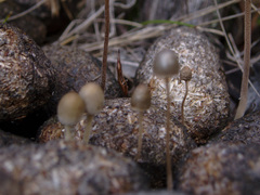Panaeolus alcis