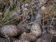 Panaeolus alcis