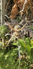 Argiope australis
