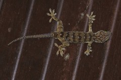 Gekko albofasciolatus
