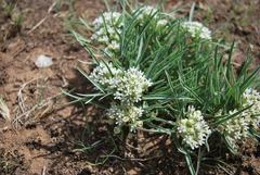 Asclepias involucrata