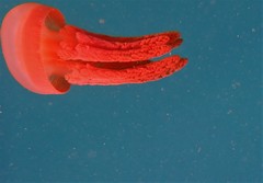 Thysanostoma flagellatum