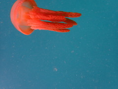 Thysanostoma flagellatum