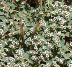 Euphorbia polycarpa polycarpa