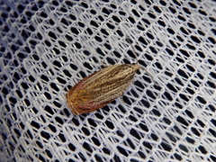 Phaecasiophora roseana