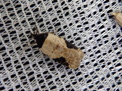 Agonopterix costaemaculella