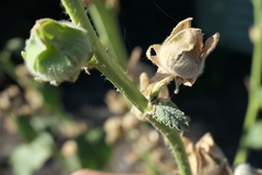 Oxycarenus luctuosus