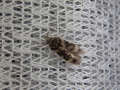 Teleiodes linearivalvata