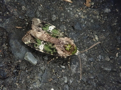 Prometopus flavicollis