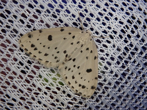 Naxidia maculata