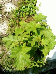 Solanum viarum