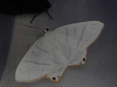 Ourapteryx obtusicauda