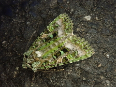 Euplexidia angusta