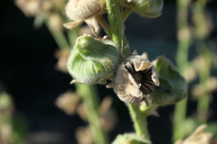 Oxycarenus luctuosus