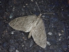 Lobophorodes obscuraria