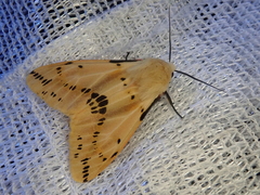 Spilarctia seriatopunctata