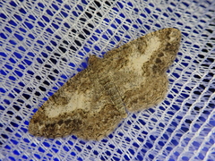 Phanerothyris sinearia