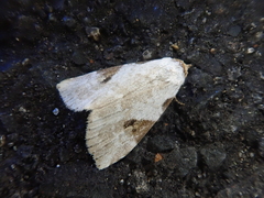 Chorsia japonica
