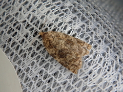 Homonopsis foederatana