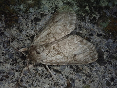 Calliteara argentata