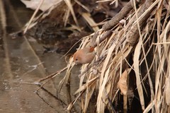 Sinosuthora webbiana