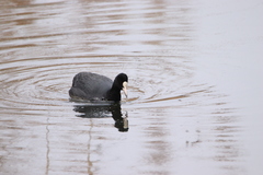 Fulica atra