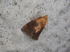 Microleon longipalpis