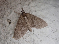 Lobophorodes obscuraria