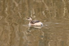Tachybaptus ruficollis