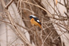 Phoenicurus auroreus