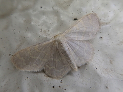 Idaea remissa