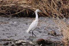 Egretta garzetta