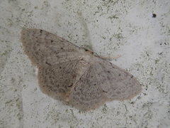 Idaea invalida