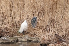 Nycticorax nycticorax