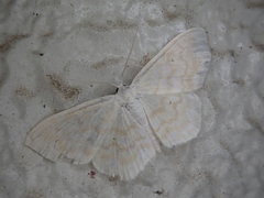 Scopula floslactata