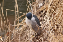 Nycticorax nycticorax
