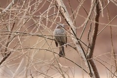 Hypsipetes amaurotis