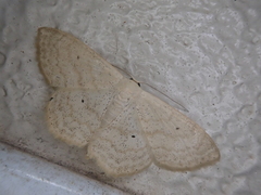 Scopula semignobilis