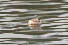 Tachybaptus ruficollis