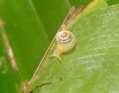 Coneuplecta pampini
