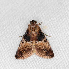 Orthaga thyrisalis