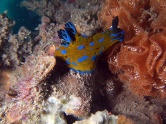 Tambja verconis