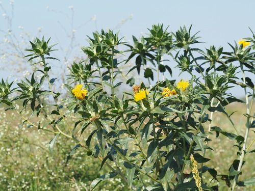Image of Carthamus tinctorius by no rights reserved